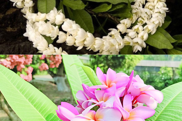 বাসি ফুলের মালা
