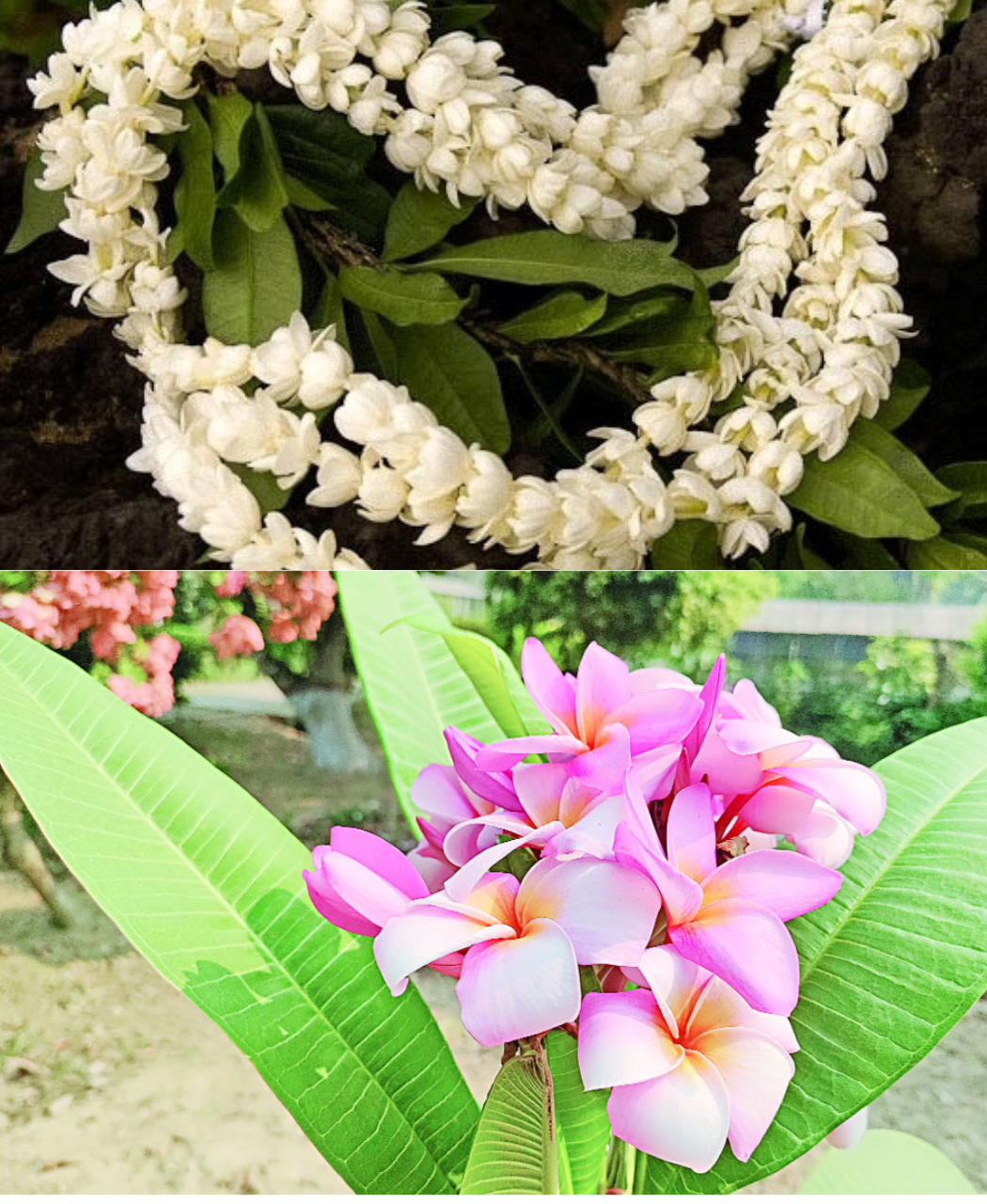 বাসি ফুলের মালা
