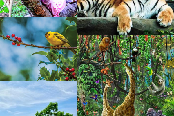 গাছ,প্রকৃতি ও জীব