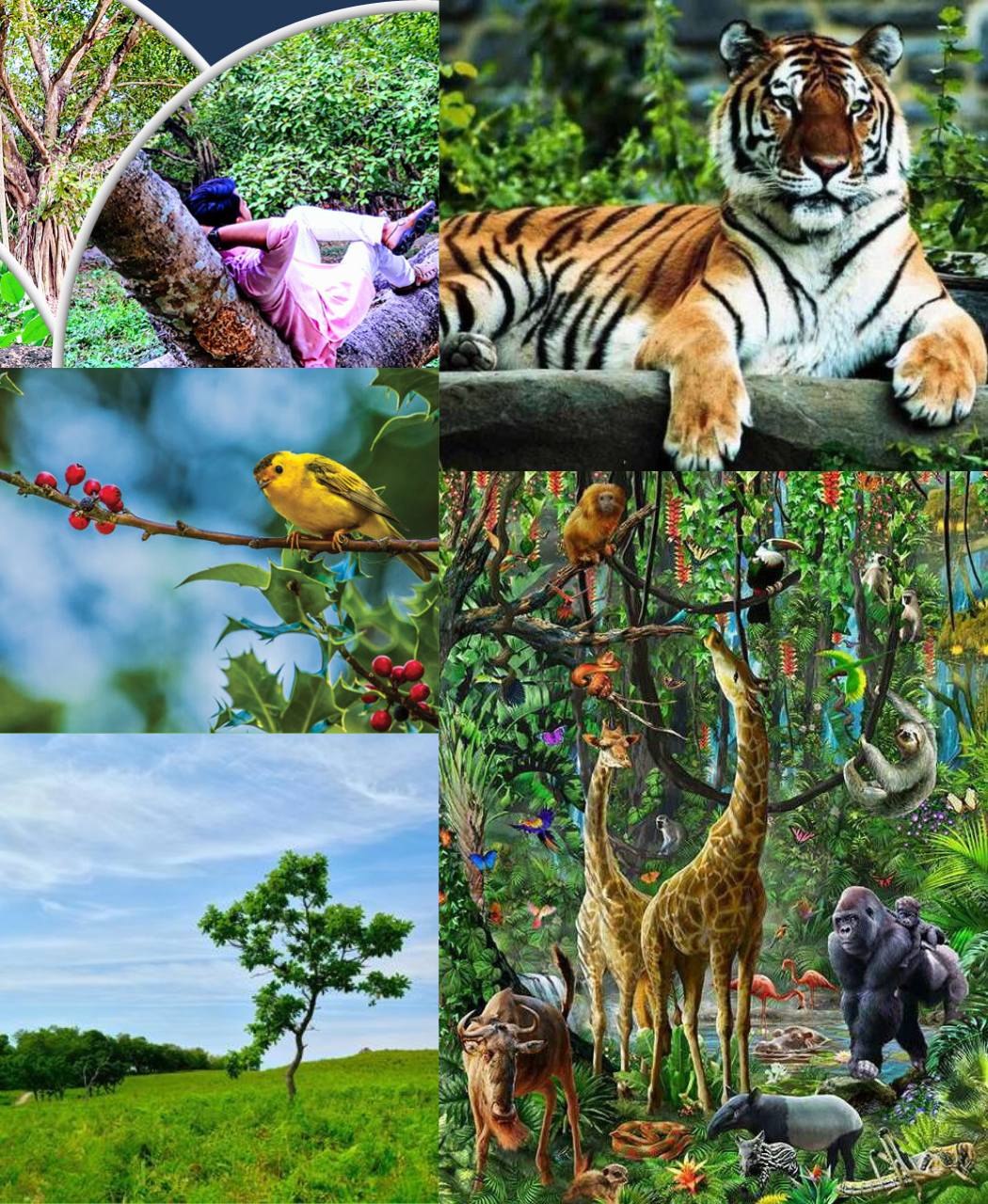 গাছ,প্রকৃতি ও জীব